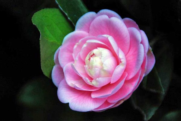 Pink Camellia Bloom