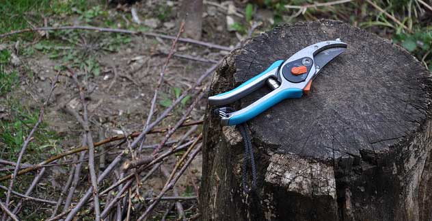 Winter Pruning Tips