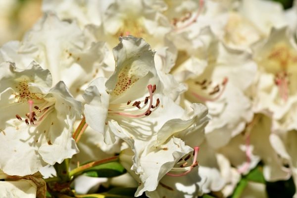 capistrano rhododendron