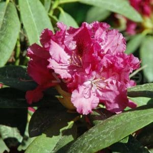 Besse Howells Rhododendron