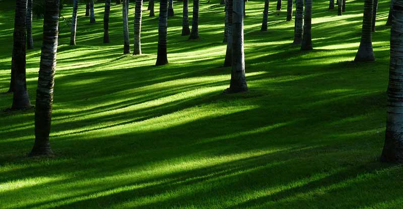How to choose shade shrubs