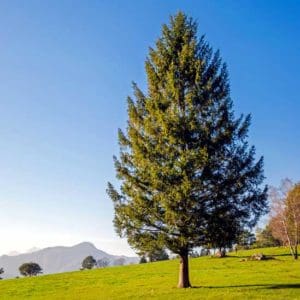 Spruce tree blue sky