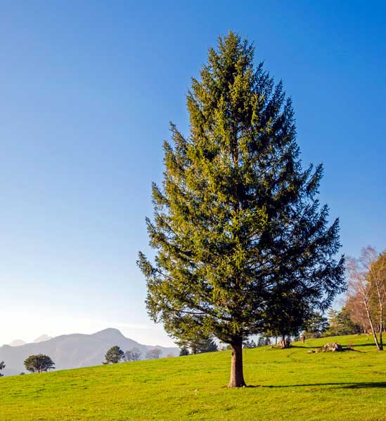 Spruce tree blue sky