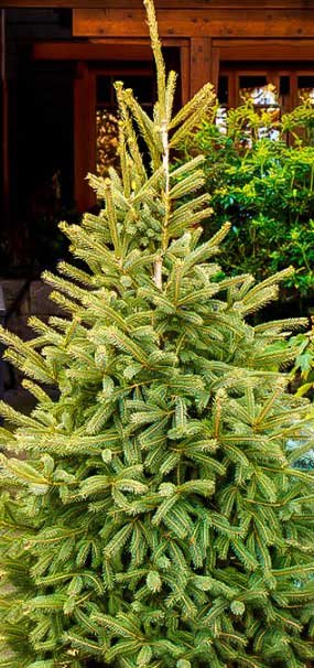 Spruce tree