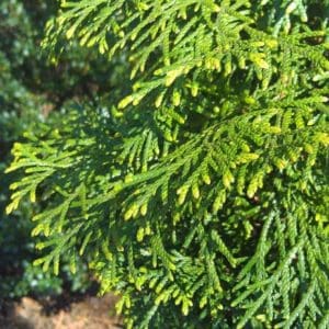 Emerald Green Arborvitae For Sale | Home Delivery | Compare Best Prices