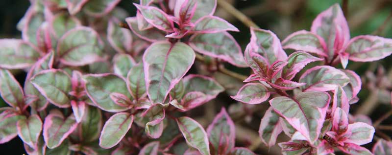 Variegated Foliage