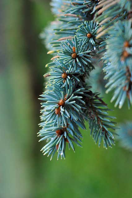 weeping blue spruce