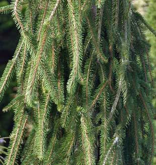 weeping spruce