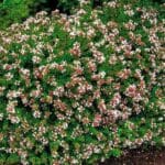ed goucher Abelia