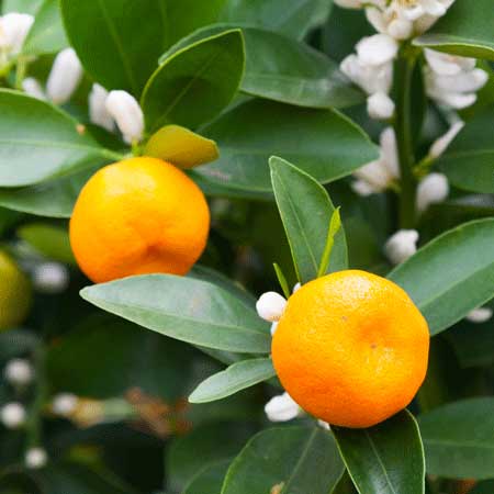 Honey Mandarin Tree