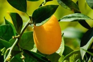 Kumquat on tree