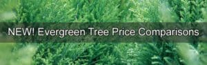 Evergreen tree price comparisons