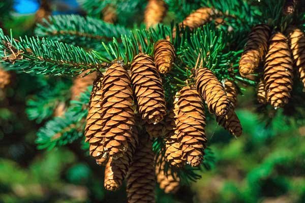 Fir tree cones