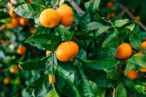 Mandarins on tree
