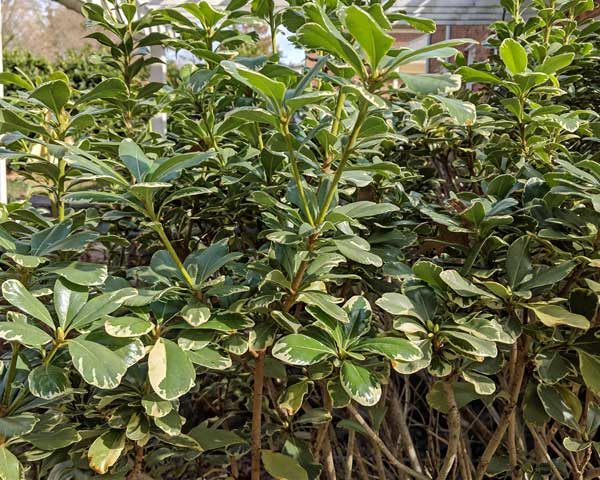 Pittosporum shrubs