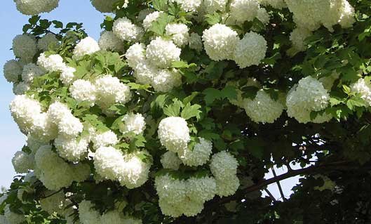 Popcorn Viburnum