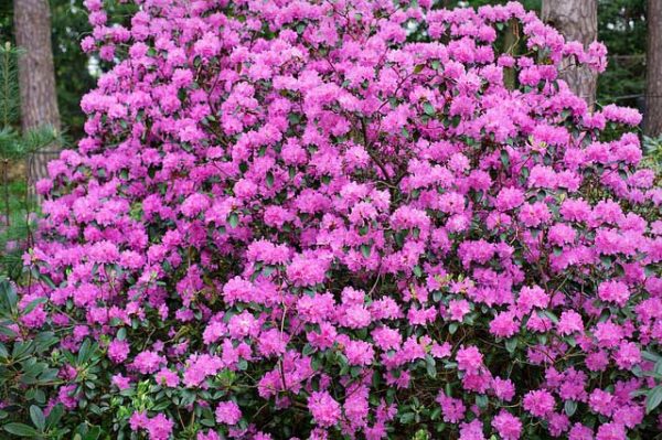 Dandy Man Purple Rhododendron