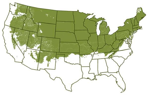 Hardiness grow zones 4 to 6