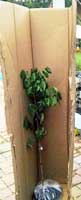 3 gallon Blue Chinese Wisteria tree