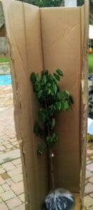 3 gallon Blue Chinese Wisteria tree