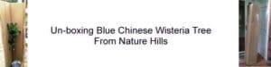 Blue Chinese Wisteria tree delivery