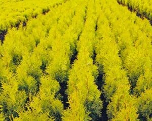Forever Goldie Arborvitae