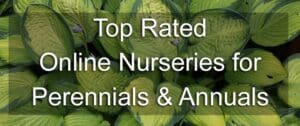 Top Rated Perennials Annuals