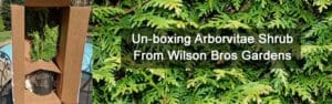 Berkman's Golden Arborvitae