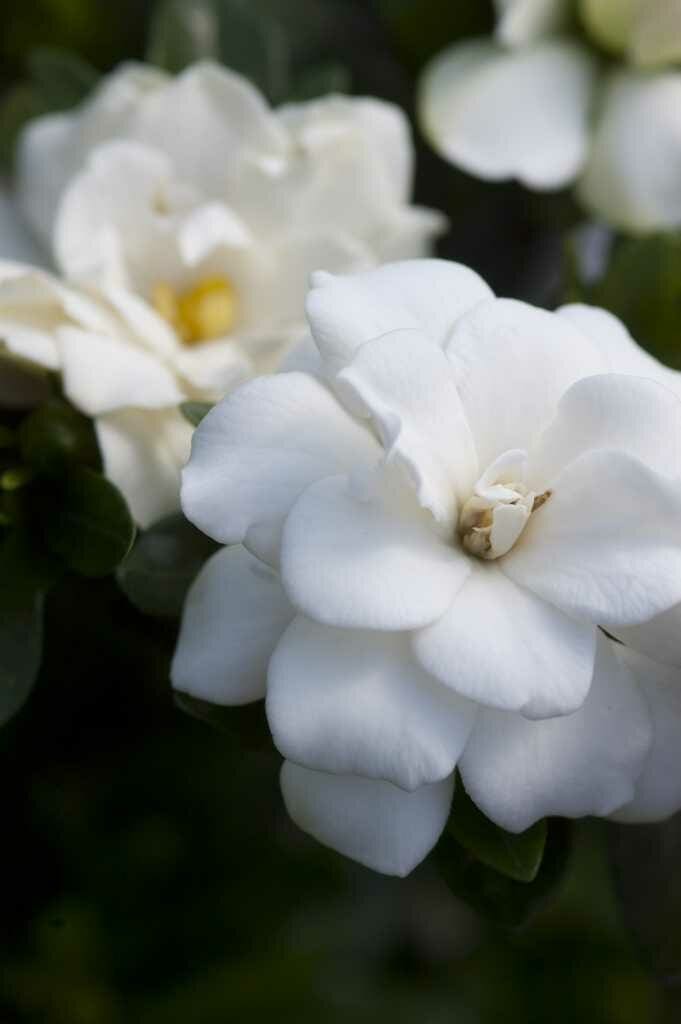 Double Mint Gardenia For Sale Compare Prices Buy Evergreen Shrubs