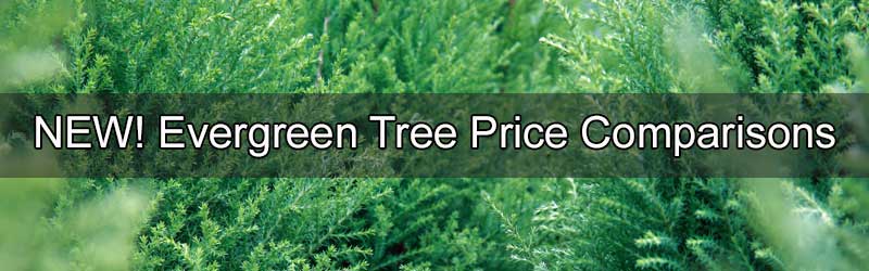 Berkman's Golden Arborvitae