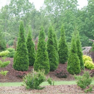 North Pole Arborvitae