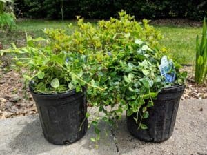 Vinca minor Bowles Periwinkle