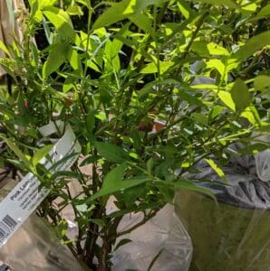 1 gallon Pink Lemonade Blueberry Bush