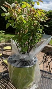 3 Gallon Knockout Rose from The Tree Center