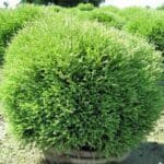 Mr. Bowling Ball Arborvitae