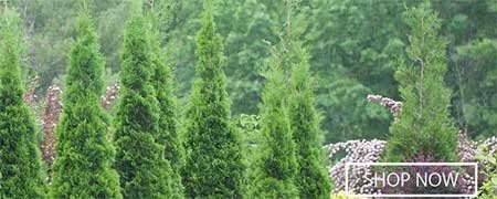 Evergreen Shrubs Proven Winners