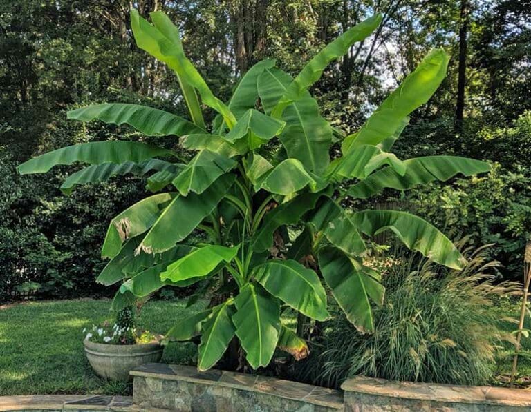 Compare Musa Basjoo Banana Tree Best Prices 