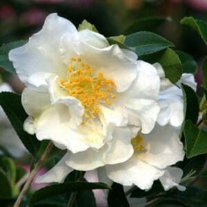 Camellia Setsugekka