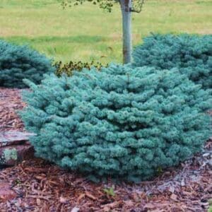 Dwarf Globe Blue Spruce