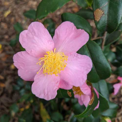 Winter Joy Camellia