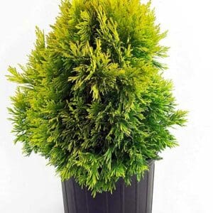 Janatar Arborvitae