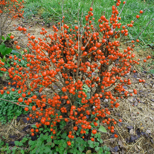 Little Goblin Orange Winterberry Holly