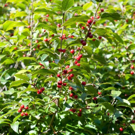 when to prune holly shrubs