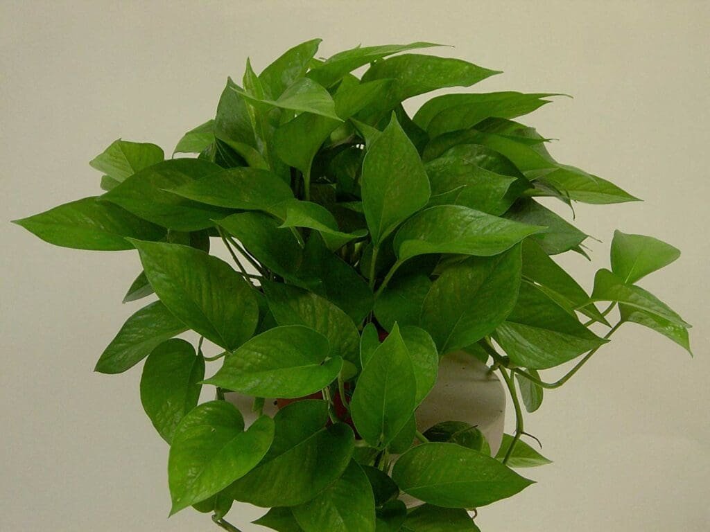 Jade Pothos