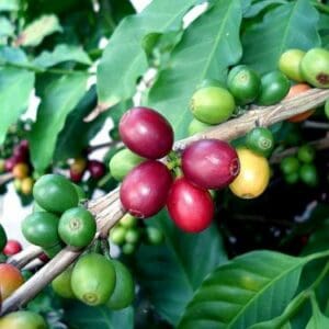 Arabica Coffee Bean Plant