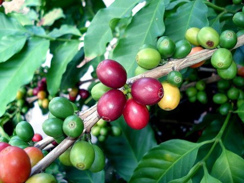 Arabica Coffee Bean Plant