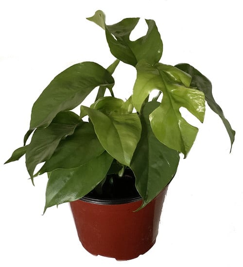 ginny philodendron