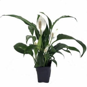 Air Purifying Houseplants For Sale | Compare Best Prices | Home Delivery