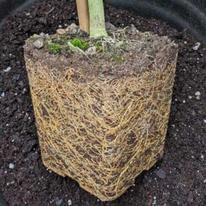 root bound in container