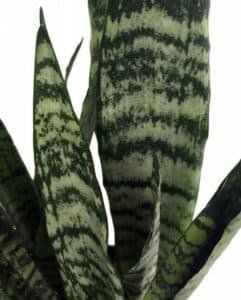 Zeylanica Snake Plant